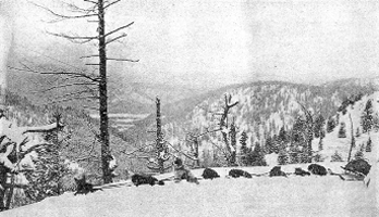 Dog sled to Stibnite