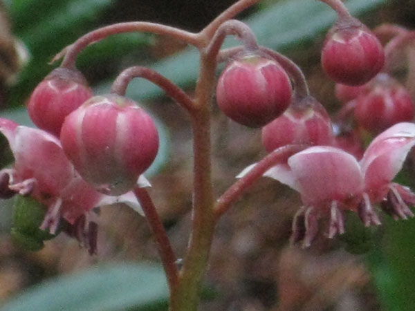  Pipsissewa Flowers