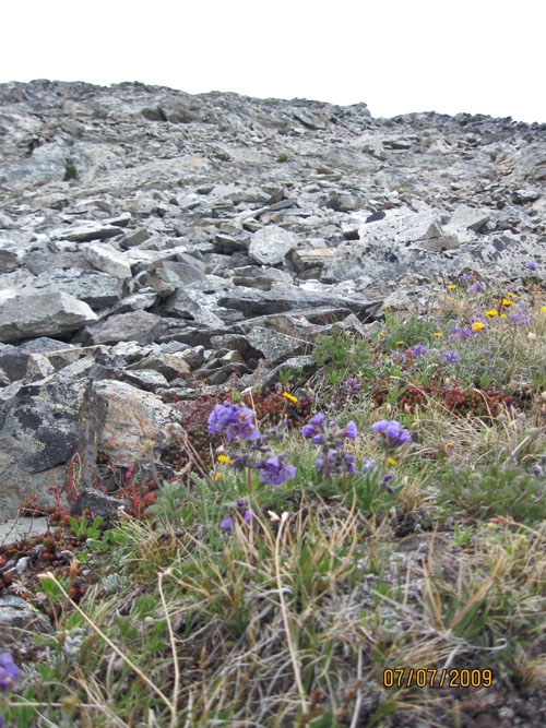  Genius Rock Flowers